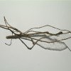 7ivy-stockno1web