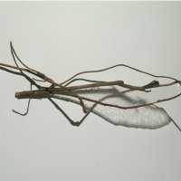 7ivy-stockno1web